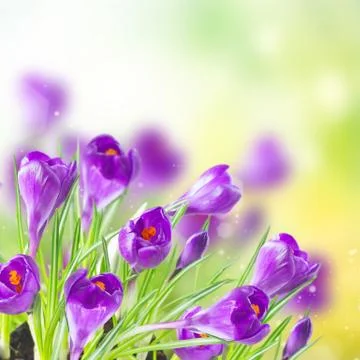 Spring crocuses under snow Stock Photos