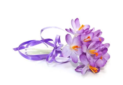 Spring crocuses on a white background Stock Photos