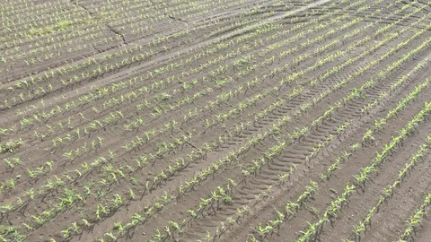 Spring crop of sweet corn Zea Mays 4K aerial video Stock Footage 115648756