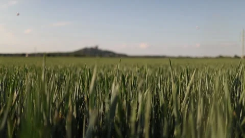 Spring crops across farmland Vidéo 337941621