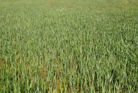 Spring crops Stock-Fotos