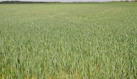 Spring crops Foto stock