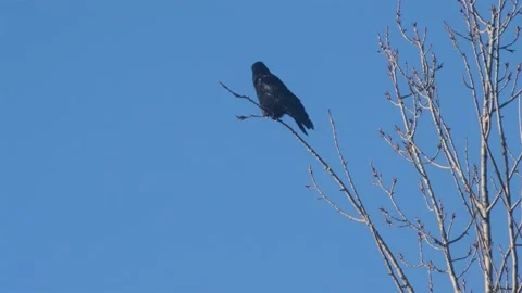 Spring. crow on a branch. observer Stock Footage 150056587