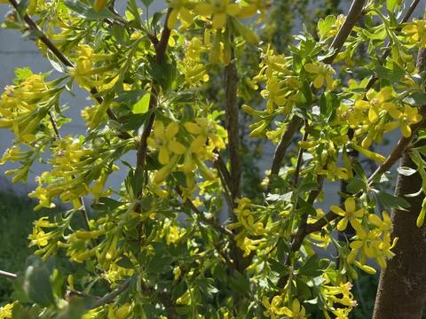 Spring currant blossom Stock-Fotos
