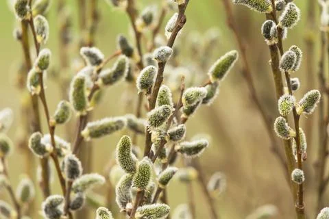 Spring cutkins on the branches Stock Photos
