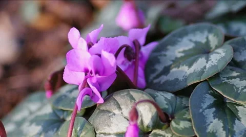 Spring Cyclamen. Stock Footage 47927906