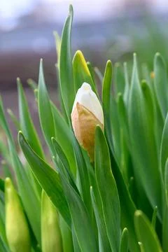 Spring daffodil bud Stock Photos