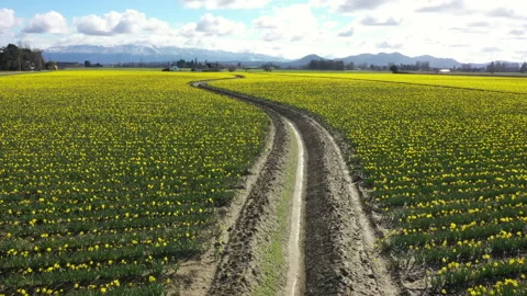 Spring Daffodil Fields in the Skagit Valley, Washington. Stock Footage 150704224