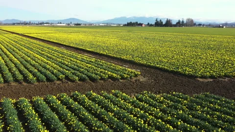 Spring Daffodil Fields in the Skagit Valley, Washington. Stock Footage 150710678