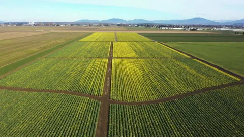 Spring Daffodil Fields in the Skagit Valley, Washington. Stock Footage 150712400