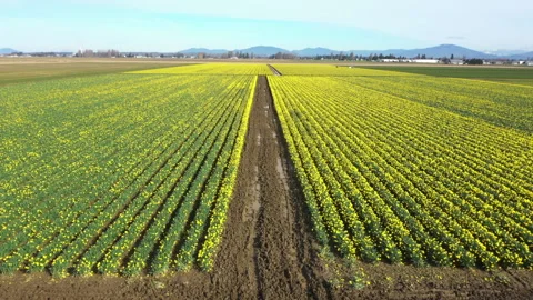Spring Daffodil Fields in the Skagit Valley, Washington. Stock Footage 150713114