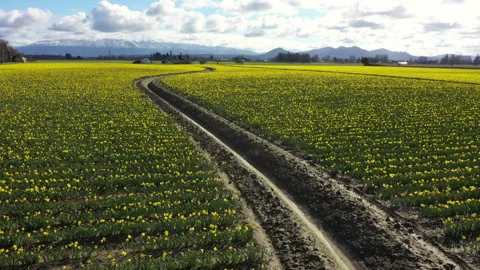 Spring Daffodil Fields in the Skagit Valley, Washington. Stock Footage