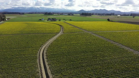 Spring Daffodil Fields in the Skagit Valley, Washington. Stock Footage 150713719