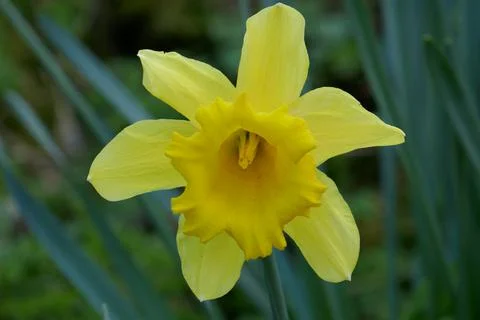 Spring daffodil flower in close up Foto stock