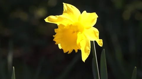 Spring Daffodil Flower Stock Footage 48270895