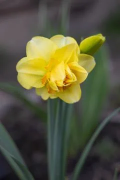 Spring daffodil flower Stock Photos