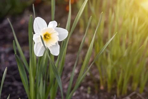 Spring daffodil flower Stock Photos