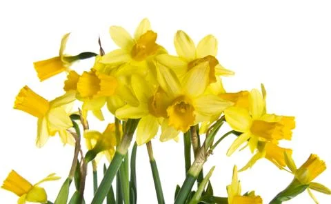 Spring daffodil flowers in bloom Stock-Fotos