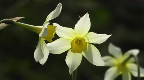 Spring Daffodil Flowers Gently Blowing in a Spring Breeze Stock-Footage 48659105