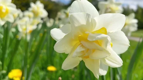 Spring daffodil flowers in the Park or Garden Stock Footage 234167643