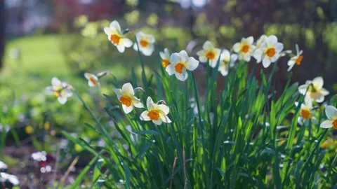 Spring daffodil flowers swaying in the wind Stock Footage 152356980