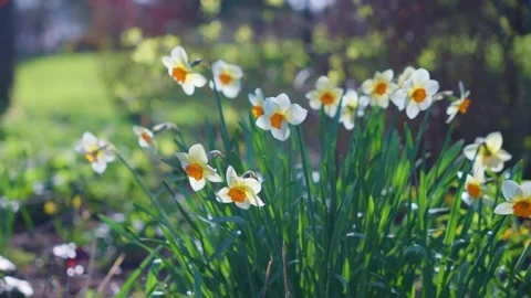 Spring daffodil flowers swaying in the wind Stock Footage 152357068