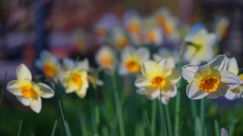 Spring daffodil flowers swaying in the wind Stock Footage 152357209