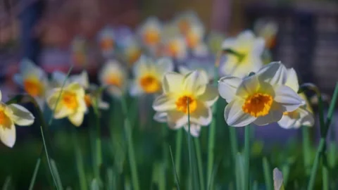 Spring daffodil flowers swaying in the wind Stock Footage 152357417