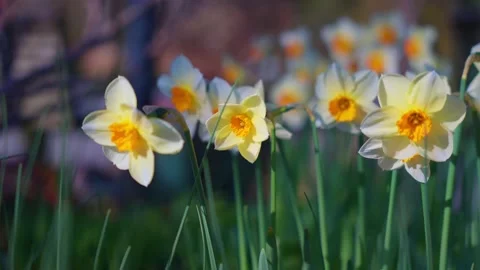 Spring daffodil flowers swaying in the wind Stock Footage 152357544