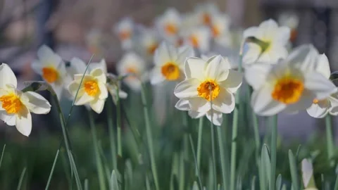 Spring daffodil flowers swaying in the wind Stock Footage 152358145