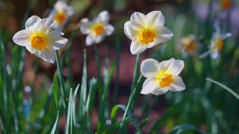 Spring daffodil flowers swaying in the wind Stock Footage 152358306