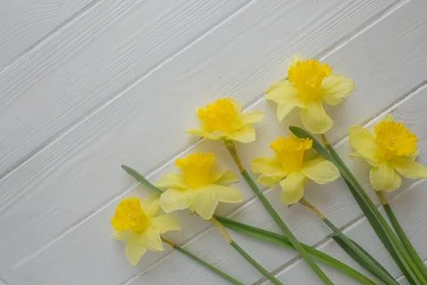 Spring daffodil flowers Top view Stock Photos