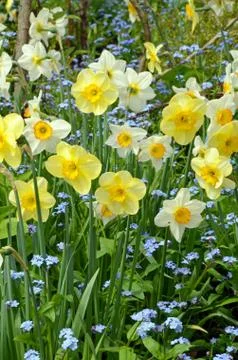 Spring daffodil garden Stock Photos