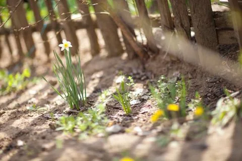 Spring daffodil in the garden Stock Photos