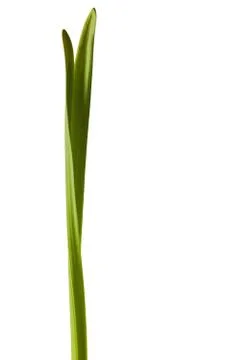 Spring Daffodil Leaf Isolated on White Background Stock Photos