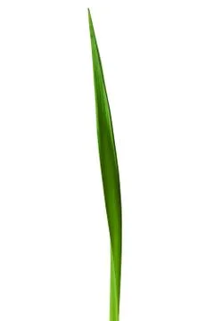 Spring Daffodil Leaf Isolated on White Background Stock Photos