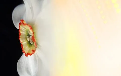 Spring daffodil macro with orange green corona, white petals and pink gradien Stock Photos