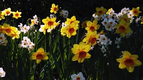 Spring Daffodills - Background Loop Stock Footage 152511596