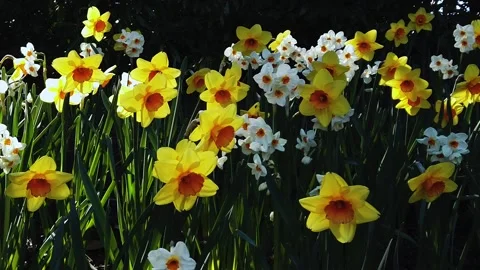 Spring Daffodills - Close Pan Stock Footage 152511589