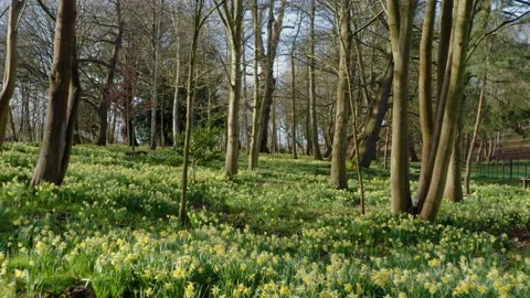 Spring Daffodils 1 Stock Footage 168761885