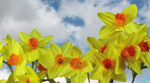 Spring Daffodils against sky Stock Footage 48620215