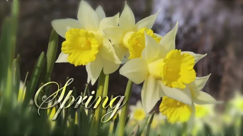 Spring Daffodils and Caption Stock Footage 48393288