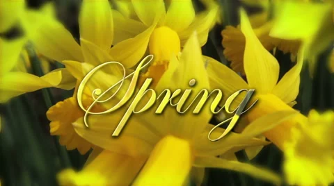 Spring Daffodils and Caption Stock Footage 48393352