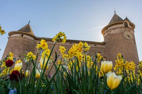 Spring Daffodils and Tulips in Front of Historic Morges Castle Foto stock