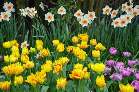 Spring daffodils and tulips Stock Photos