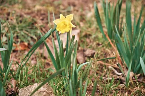 Spring daffodils are the first flowers of early spring. Up close Stock Photos