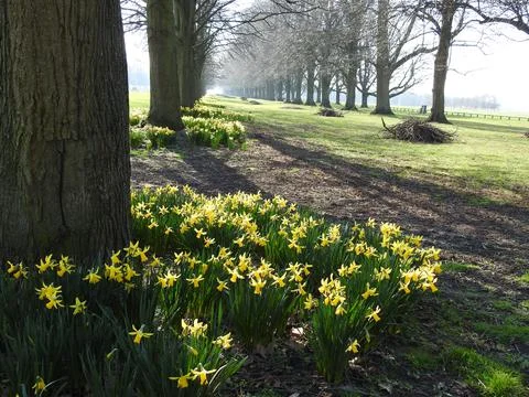 Spring daffodils around trees Stock Photos