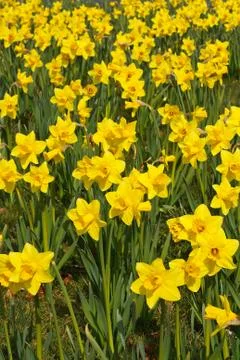 Spring daffodils background Stock Photos