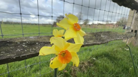 Spring daffodils blowing beside rustic fence 4K Video stock 331539827