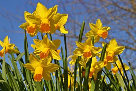 Spring daffodils with blue sky Stock Photos